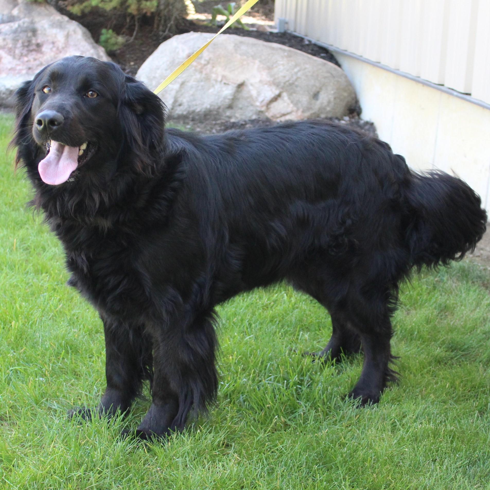Enlarge Bailey, an adopted mixed breed in Eaton, OH image 2/6