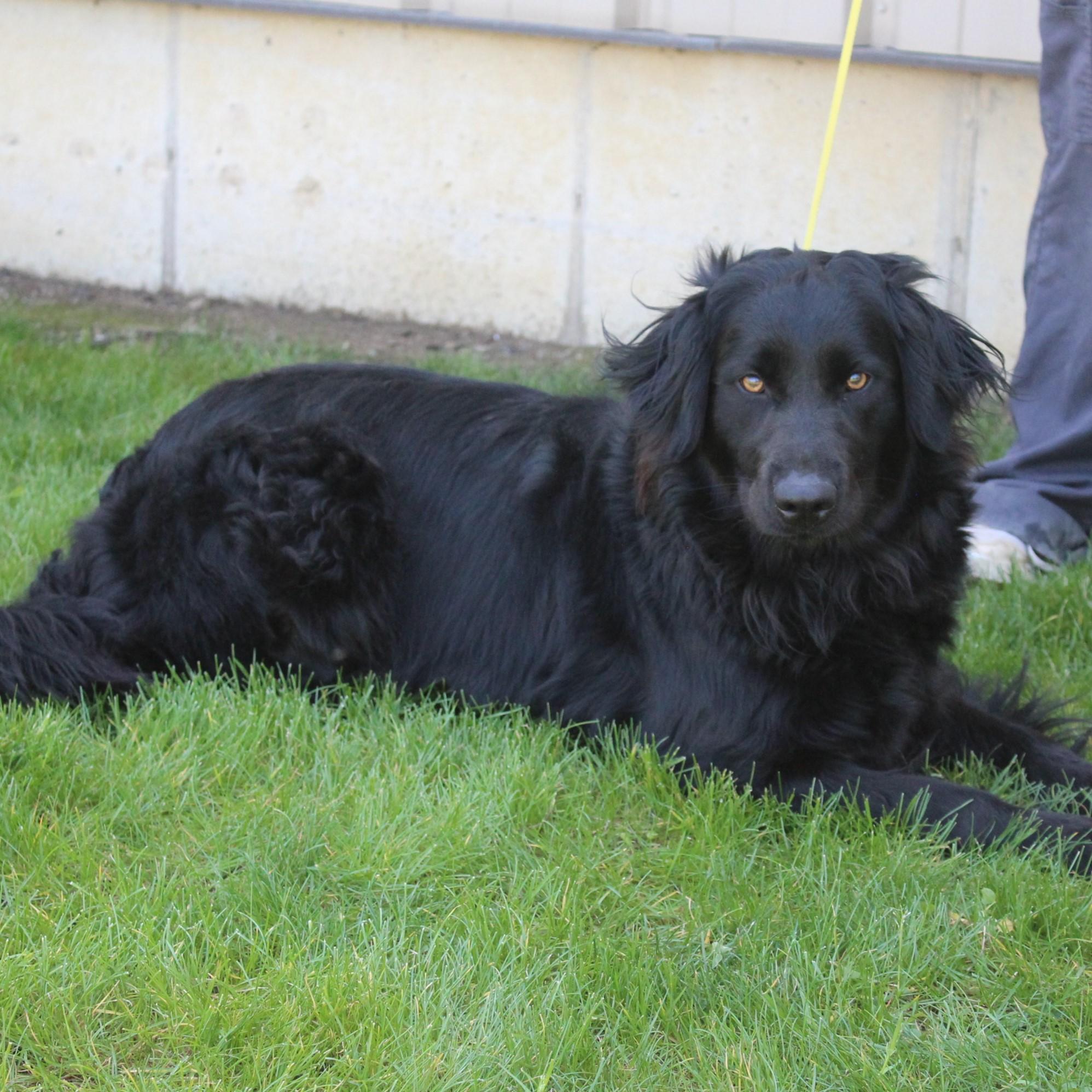 Enlarge Bailey, an adopted mixed breed in Eaton, OH image 4/6