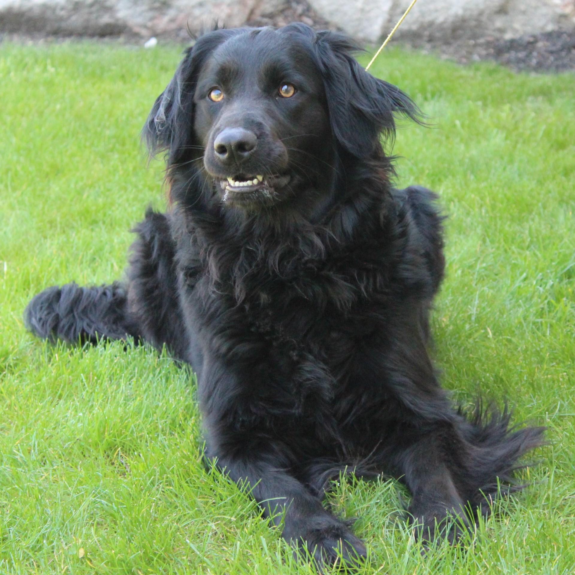 Enlarge Bailey, an adopted mixed breed in Eaton, OH image 3/6