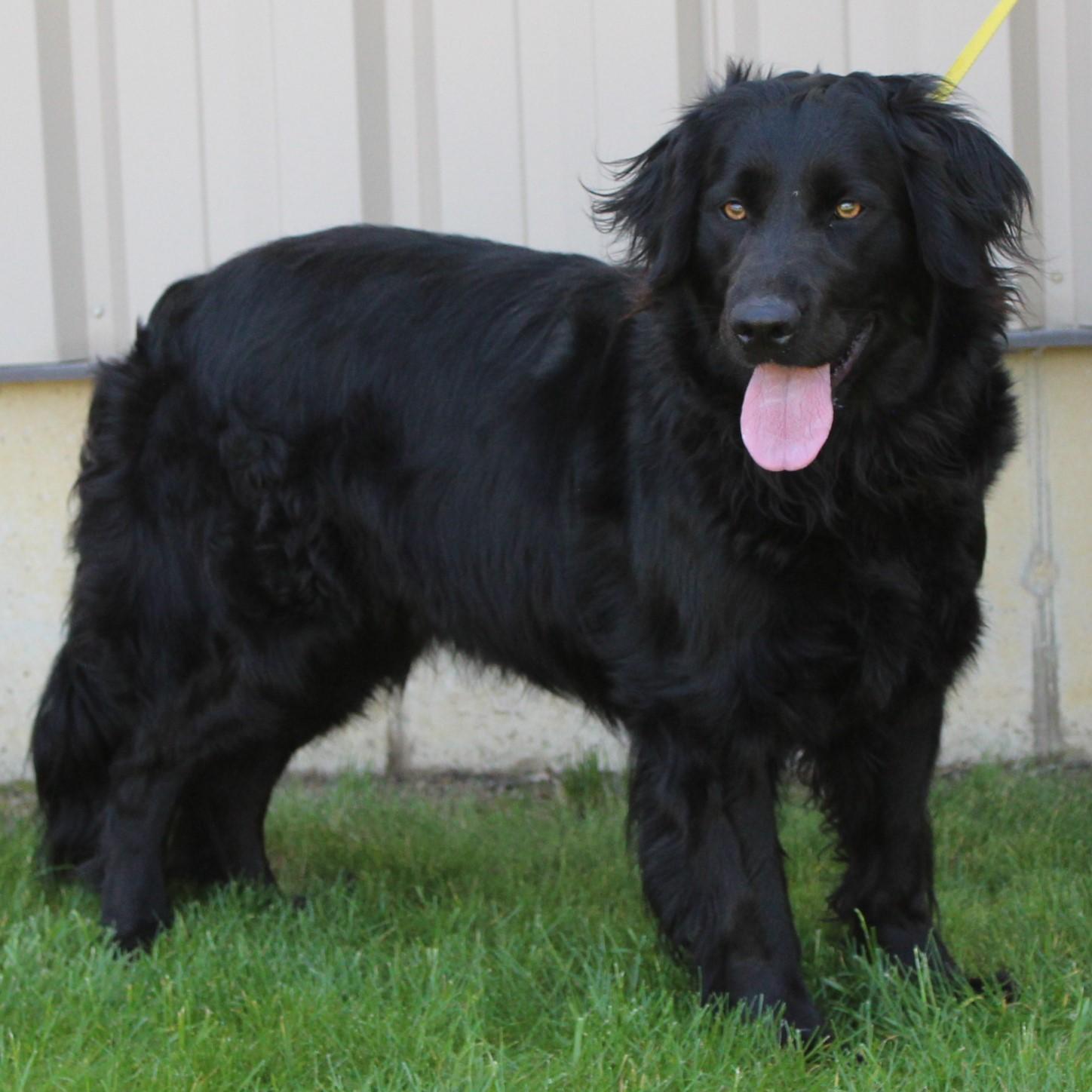 Enlarge Bailey, an adopted mixed breed in Eaton, OH image 5/6