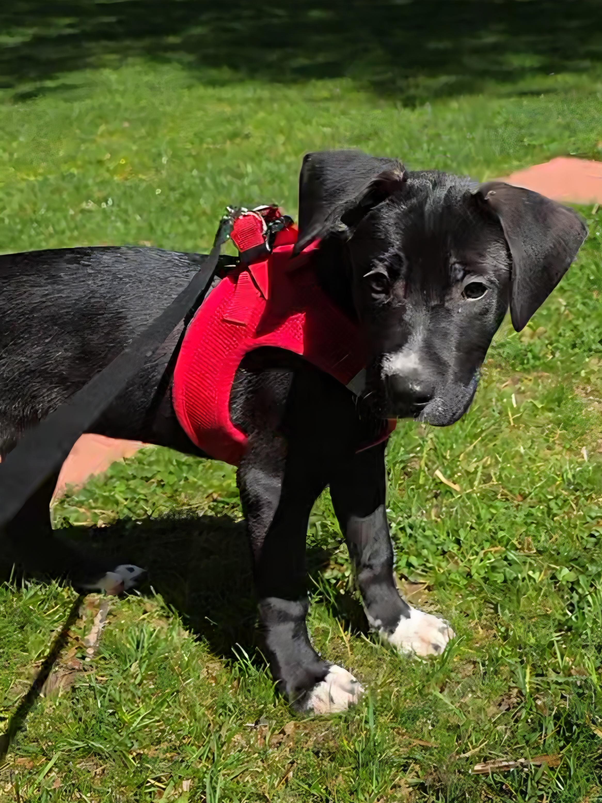 Snoopy, Adoptable, Puppy Male Black Labrador Retriever.