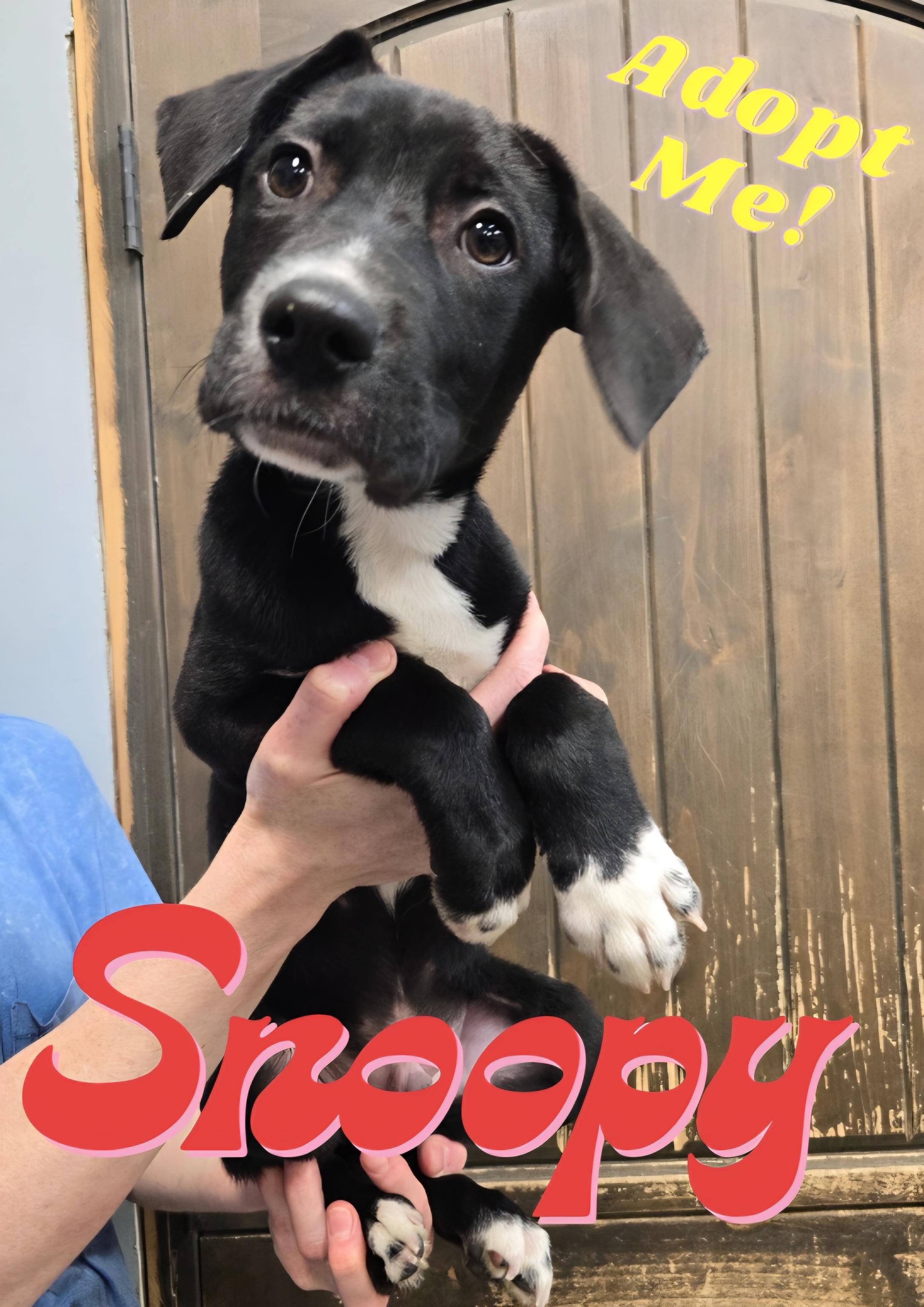 Snoopy, a Adoptable mixed breed in Wayne, NJ image 3/3
