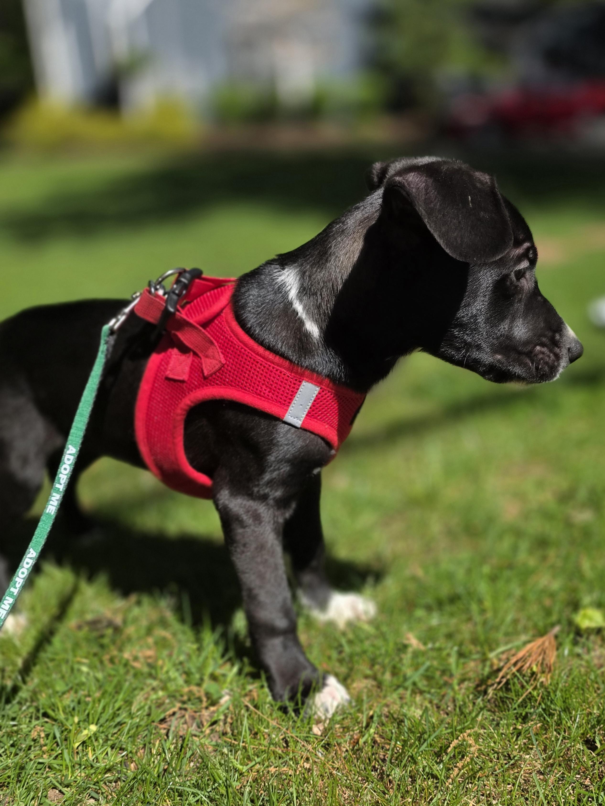 Snoopy, a Adoptable mixed breed in Wayne, NJ image 2/3