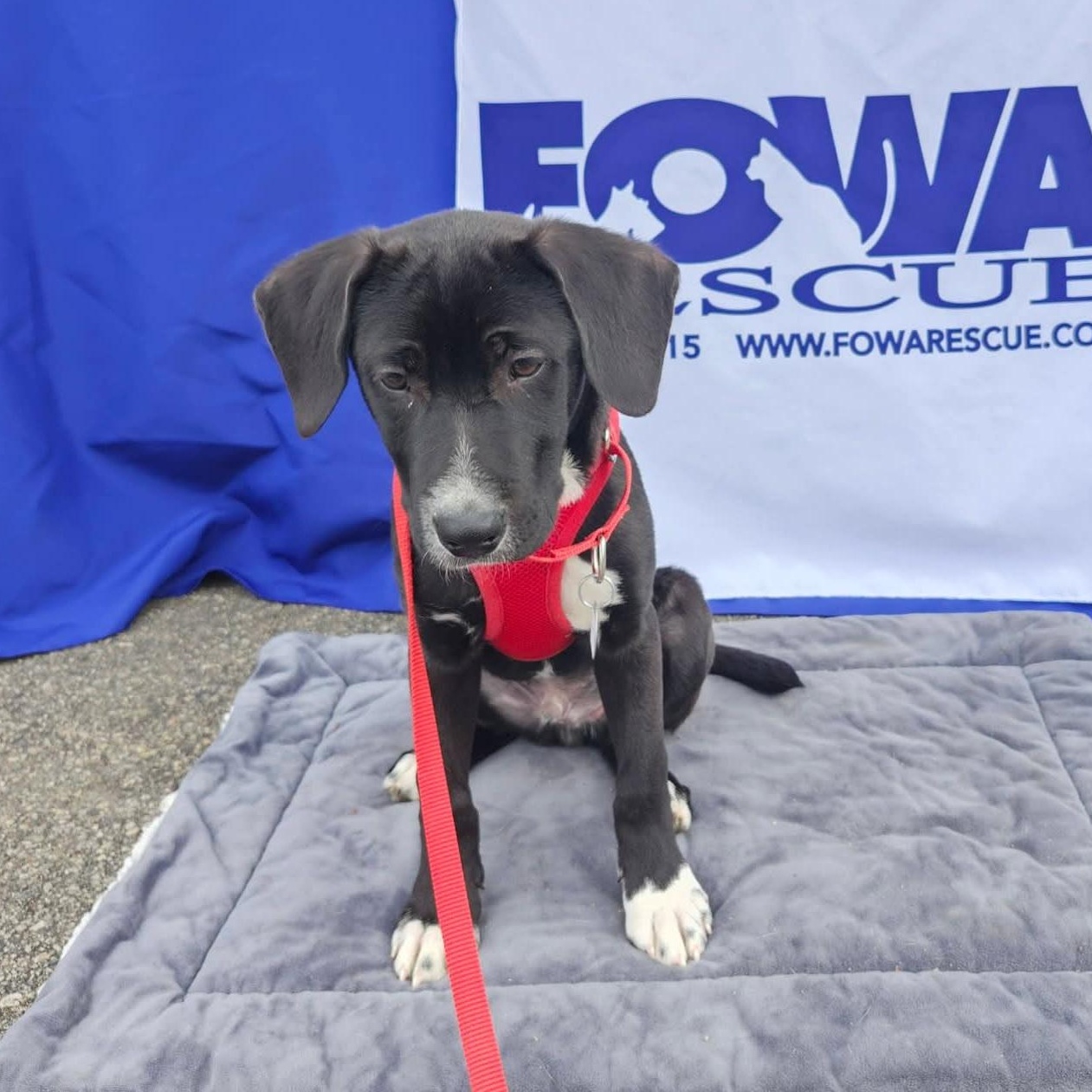 Snoopy, Adoptable, Puppy Male Black Labrador Retriever.
