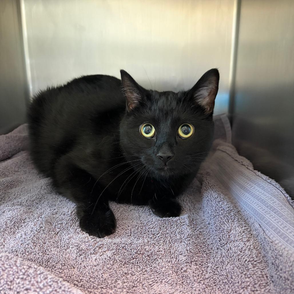Enlarge Carlos Santana, a Adoptable Domestic Short Hair in Council Bluffs, IA image 1/1