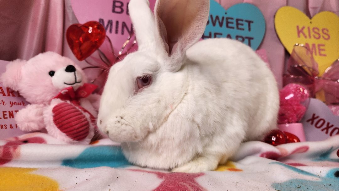 Pinky, Adoptable, Adult Female New Zealand.