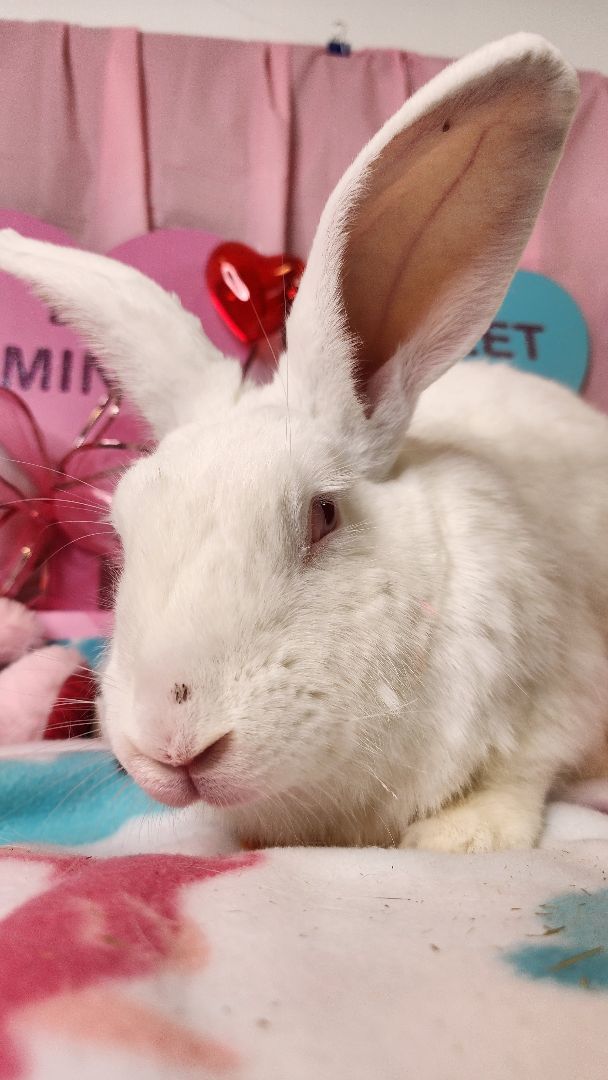 Enlarge Pinky, a Adoptable New Zealand in Westerville, OH image 2/3