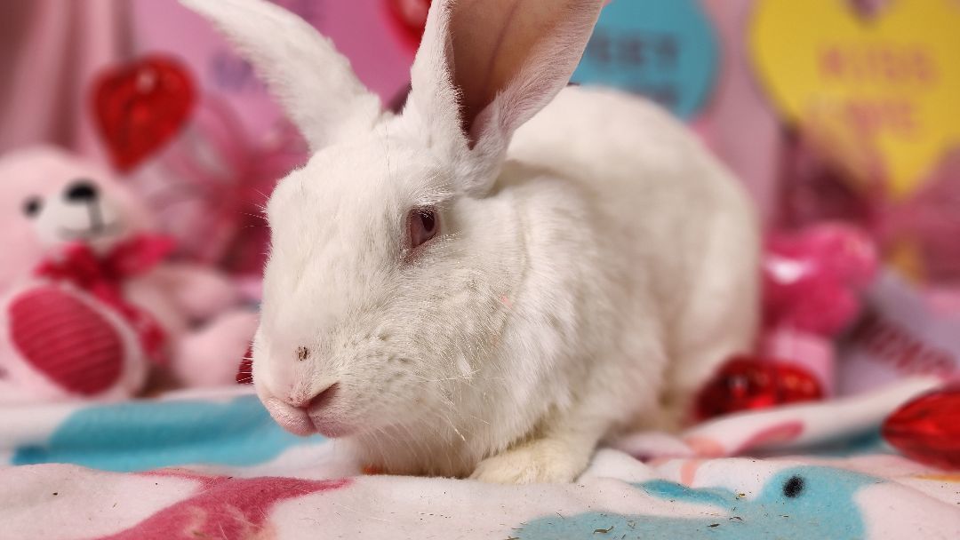 Enlarge Pinky, a Adoptable New Zealand in Westerville, OH image 3/3