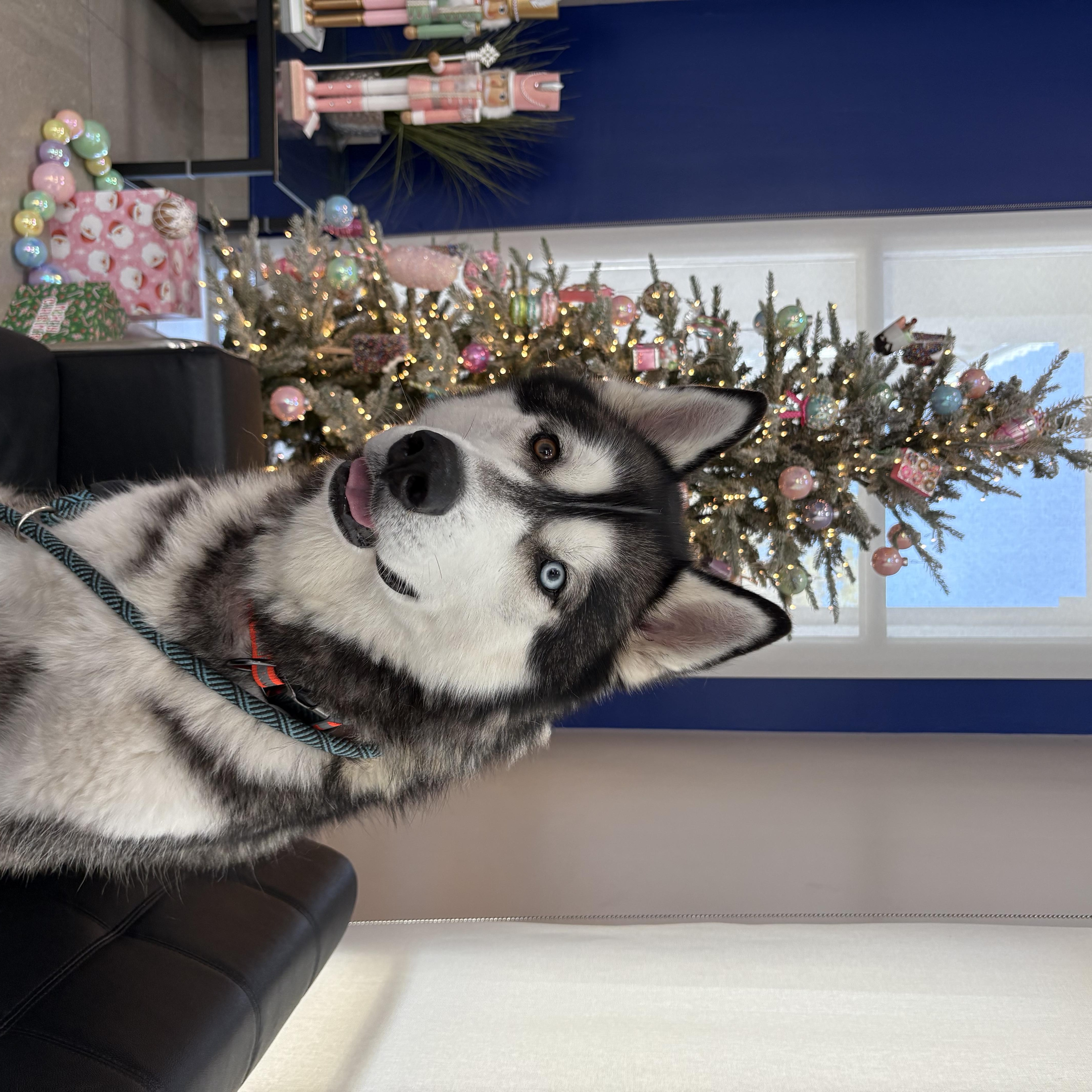 Enlarge Zeus, a Adopted Siberian Husky in Gainesville, FL image 2/6