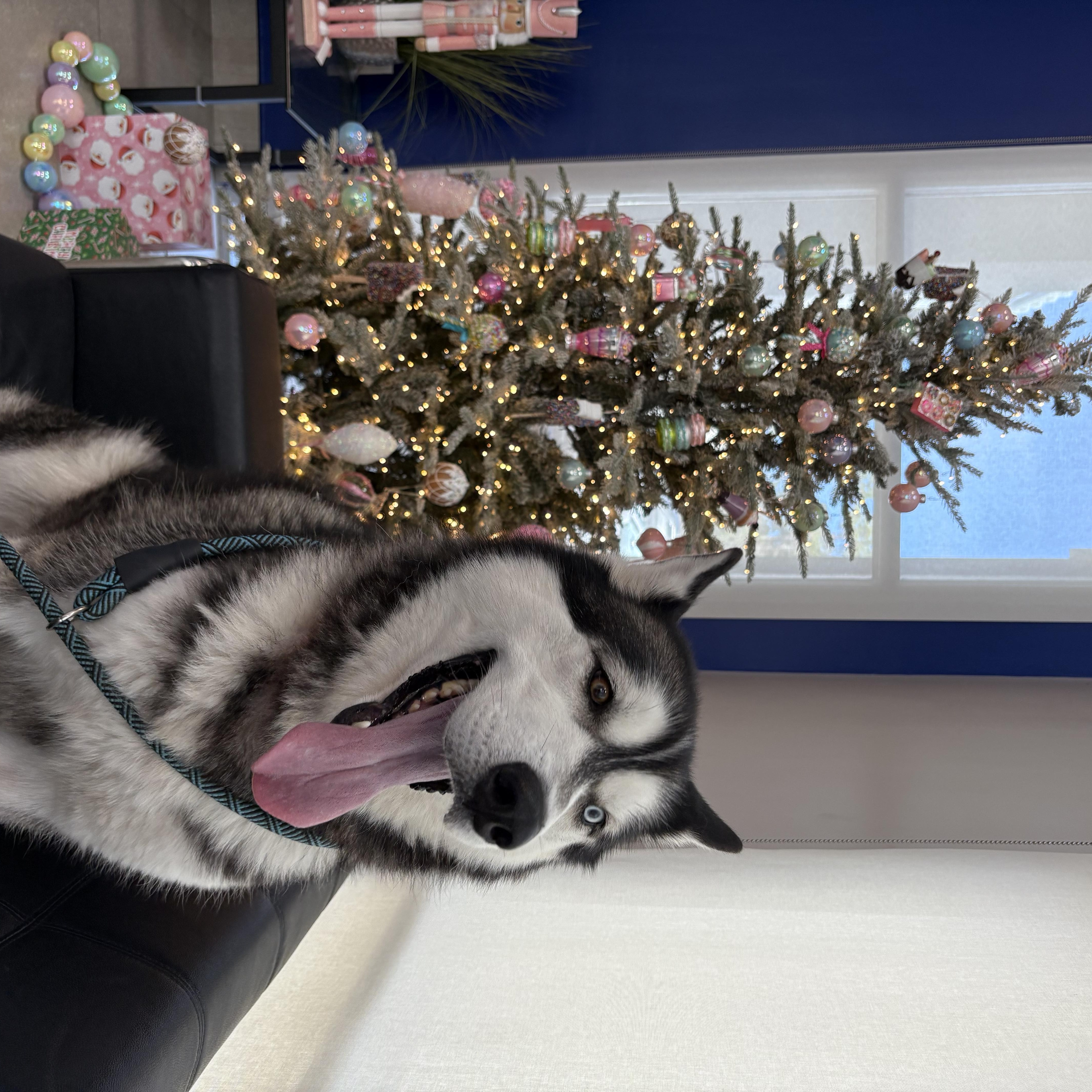 Enlarge Zeus, a Adopted Siberian Husky in Gainesville, FL image 3/6