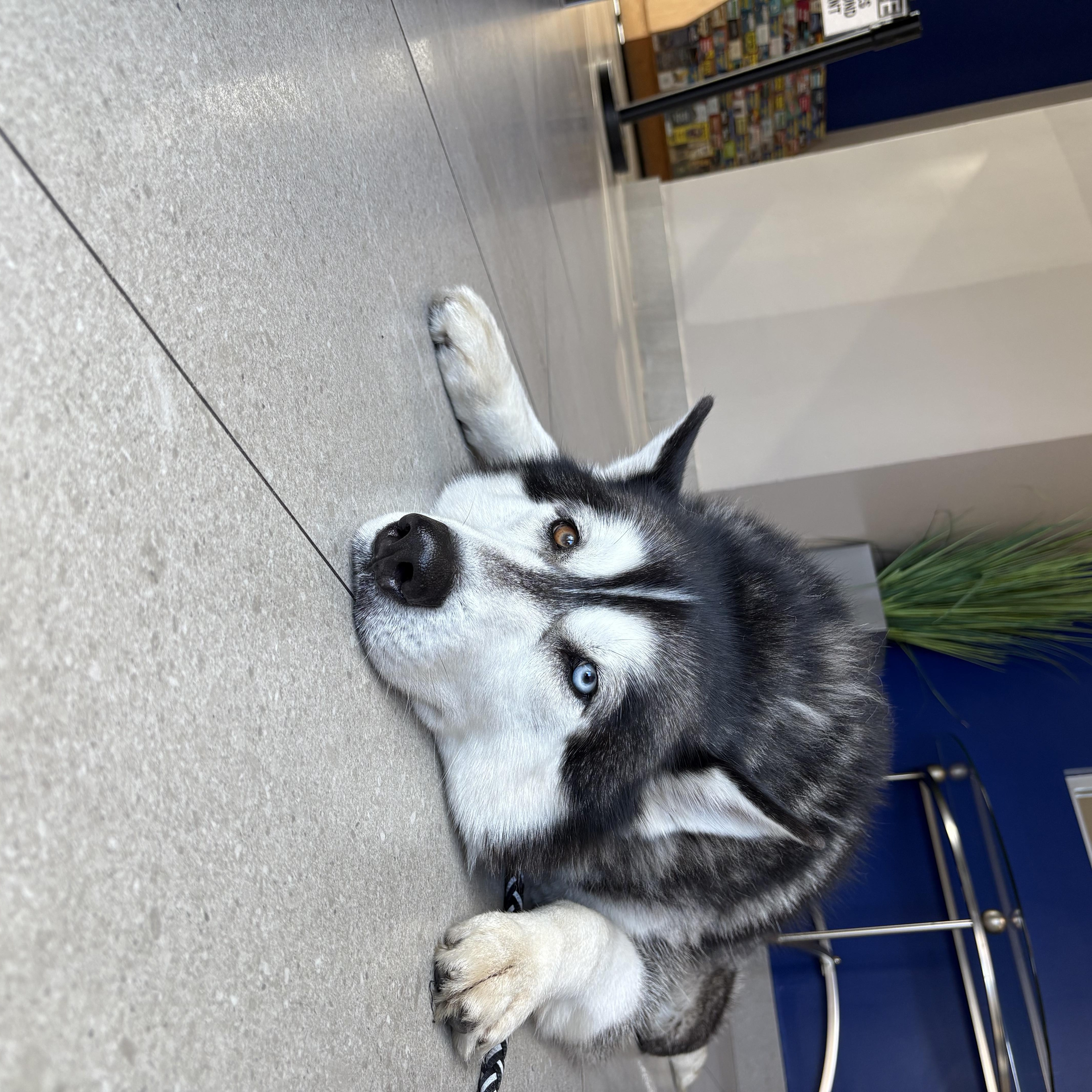Enlarge Zeus, a Adopted Siberian Husky in Gainesville, FL image 4/6