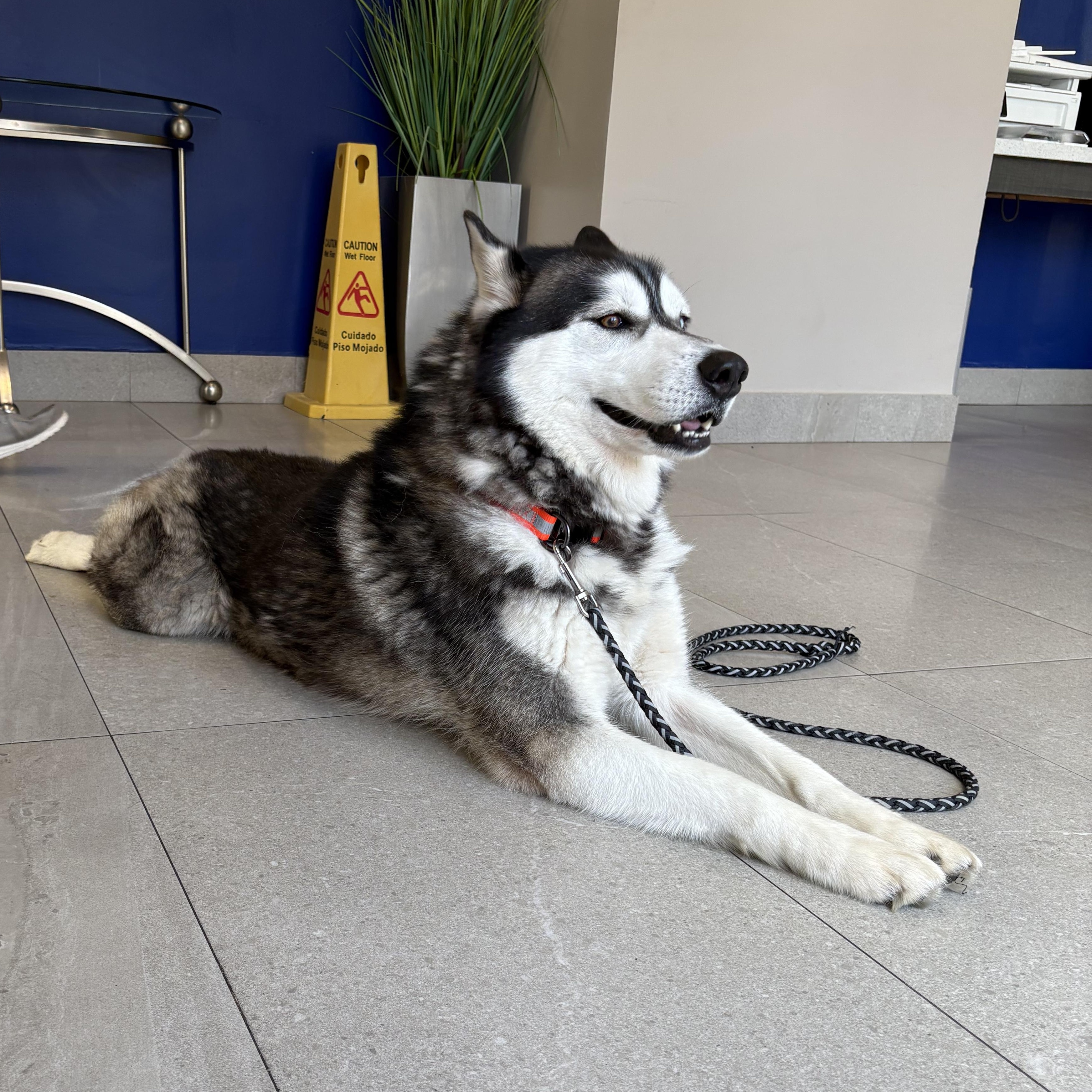 Enlarge Zeus, a Adopted Siberian Husky in Gainesville, FL image 5/6