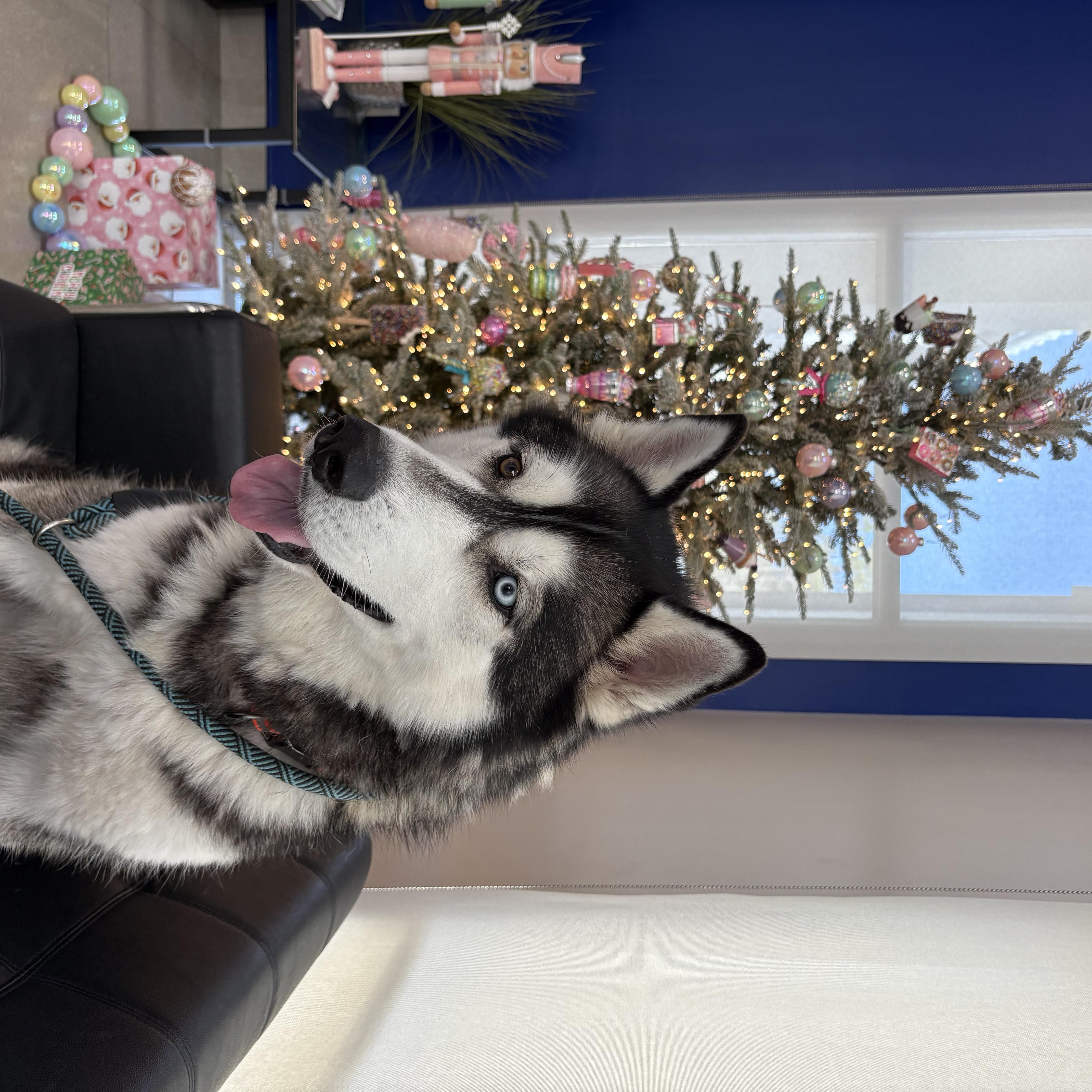 Enlarge Zeus, a Adopted Siberian Husky in Gainesville, FL image 6/6