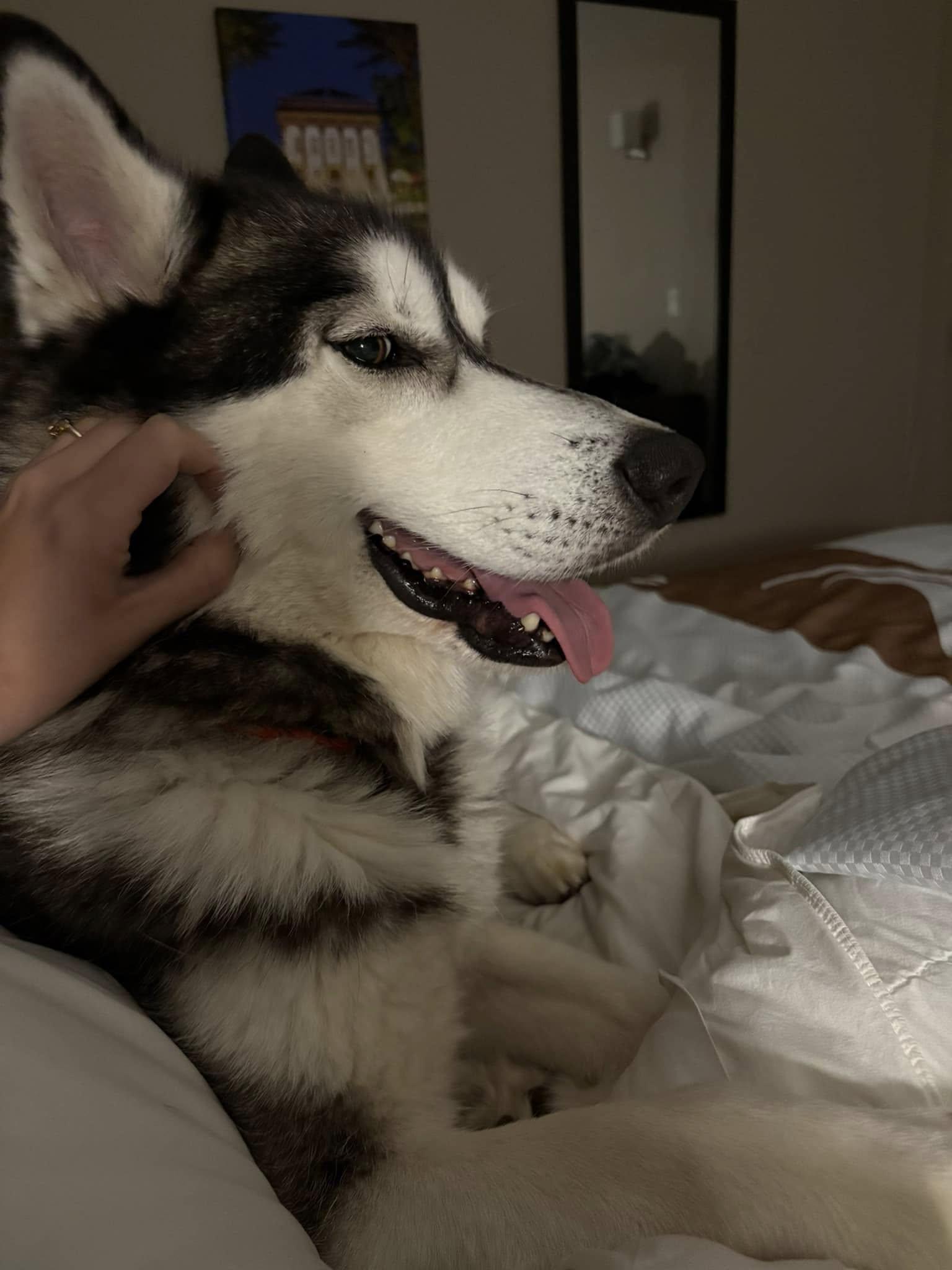 Zeus, Adopted, Adult Male Siberian Husky.