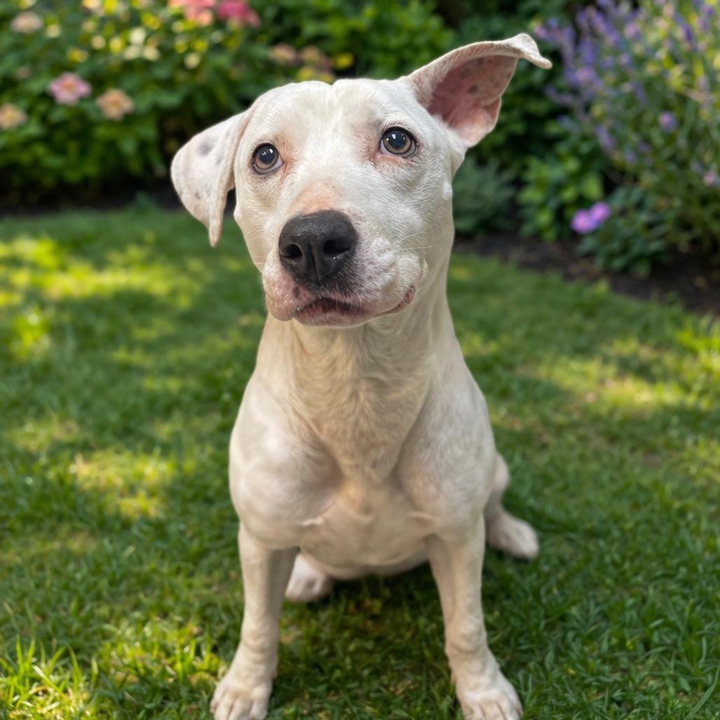 Valkyrie 26-0204, Adoptable, Adult Female Pit Bull Terrier & Hound.