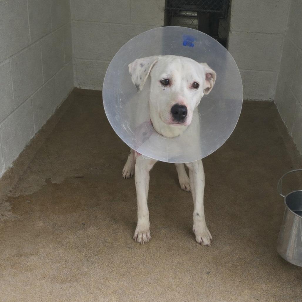 Enlarge Valkyrie 26-0204, a Adoptable mixed breed in Yanceyville, NC image 2/3