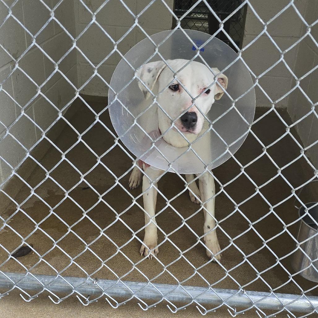Enlarge Valkyrie 26-0204, a Adoptable mixed breed in Yanceyville, NC image 3/3