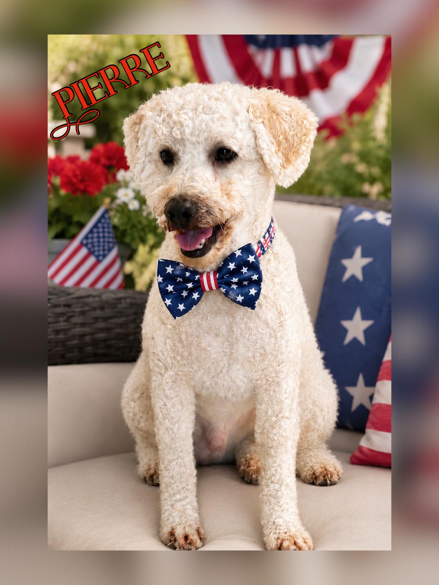 Pierre, a Adopted Poodle in Orange, CA image 1/2