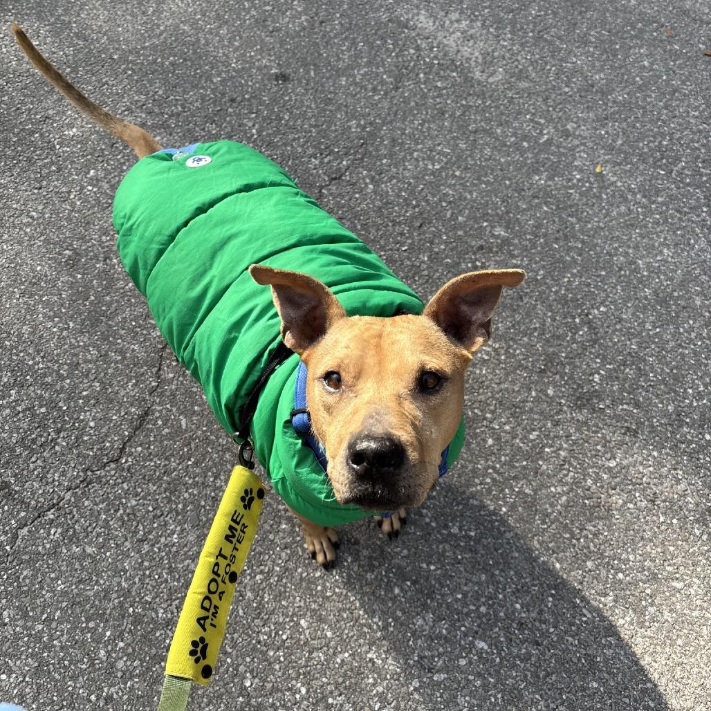 Tiramisu, a Adoptable Mixed Breed in Gainesville, FL image 3/6
