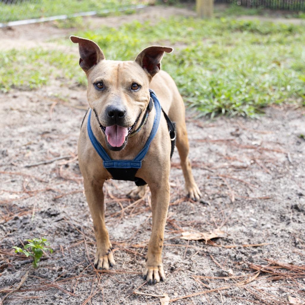 Tiramisu, a Adoptable Mixed Breed in Gainesville, FL image 4/6