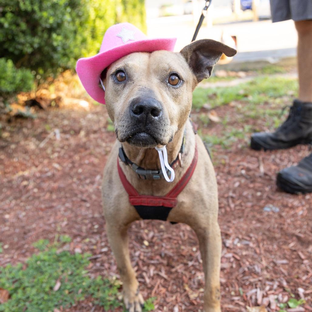 Enlarge Tiramisu, a Adoptable Mixed Breed in Gainesville, FL image 4/6