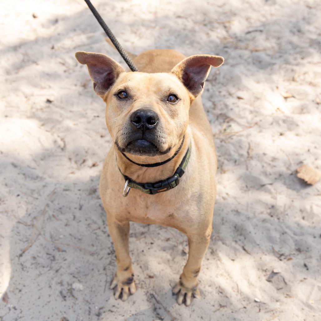 Enlarge Tiramisu, a Adoptable Mixed Breed in Gainesville, FL image 5/6