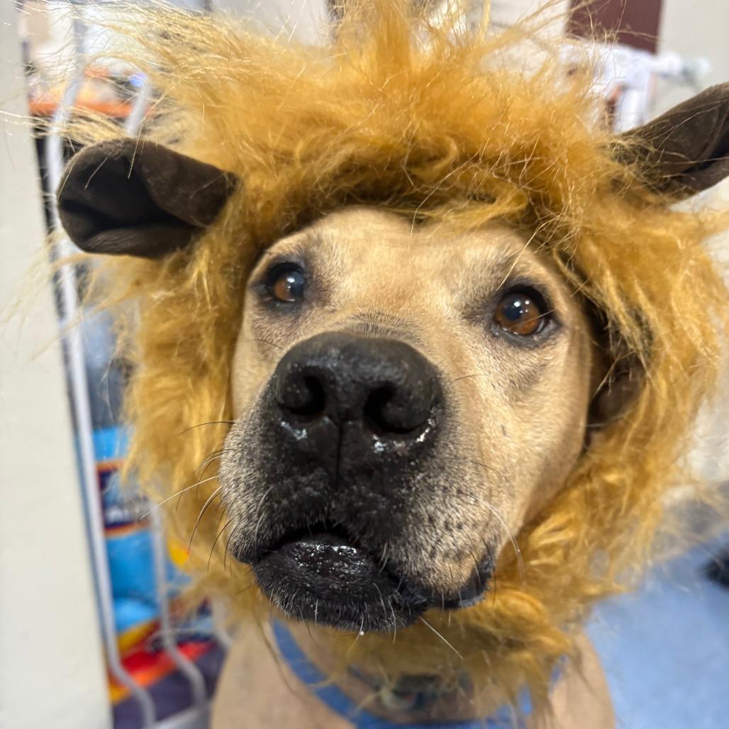 Tiramisu, a Adoptable Mixed Breed in Gainesville, FL image 5/6