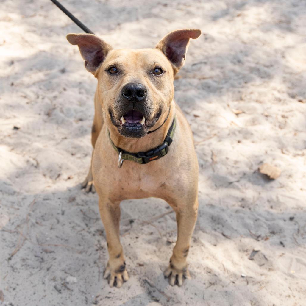 Enlarge Tiramisu, a Adoptable Mixed Breed in Gainesville, FL image 5/6