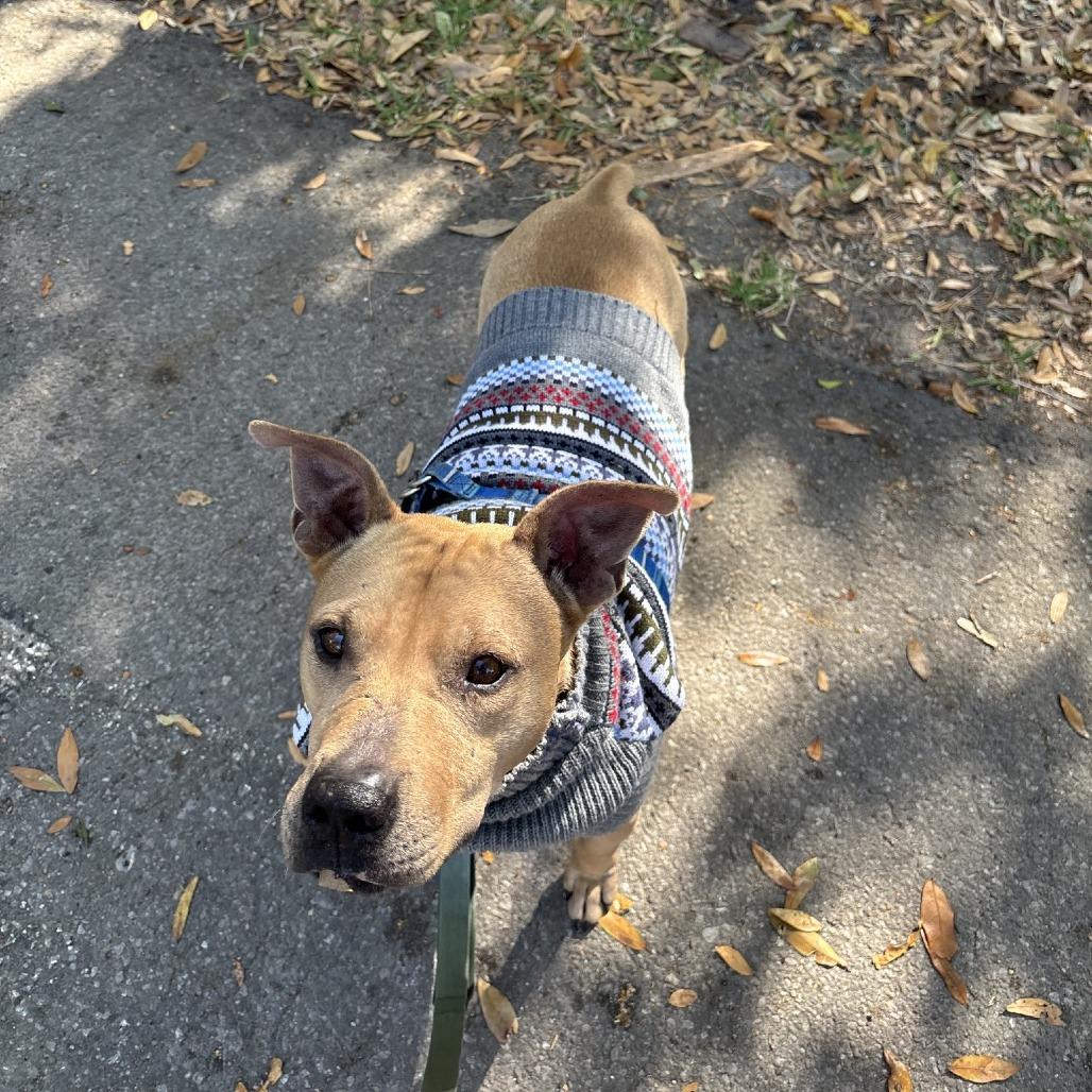 Enlarge Tiramisu, a Adoptable Mixed Breed in Gainesville, FL image 6/6