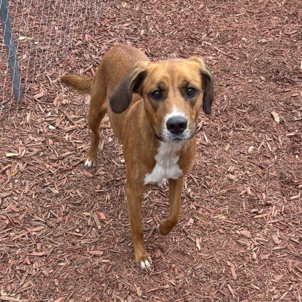 Enlarge Clementine, a Adoptable mixed breed in Bronson, FL image 1/2