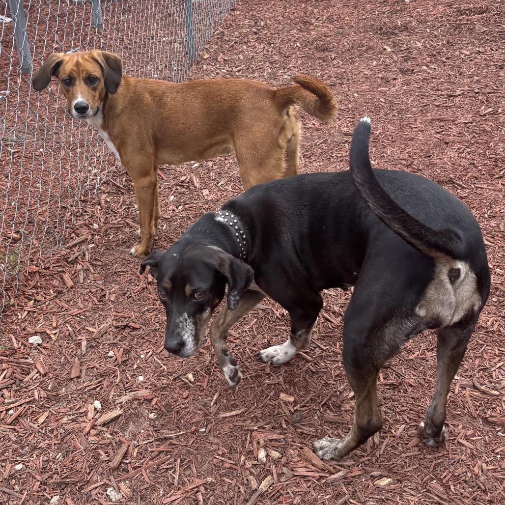 Enlarge Clementine, a Adoptable mixed breed in Bronson, FL image 2/2