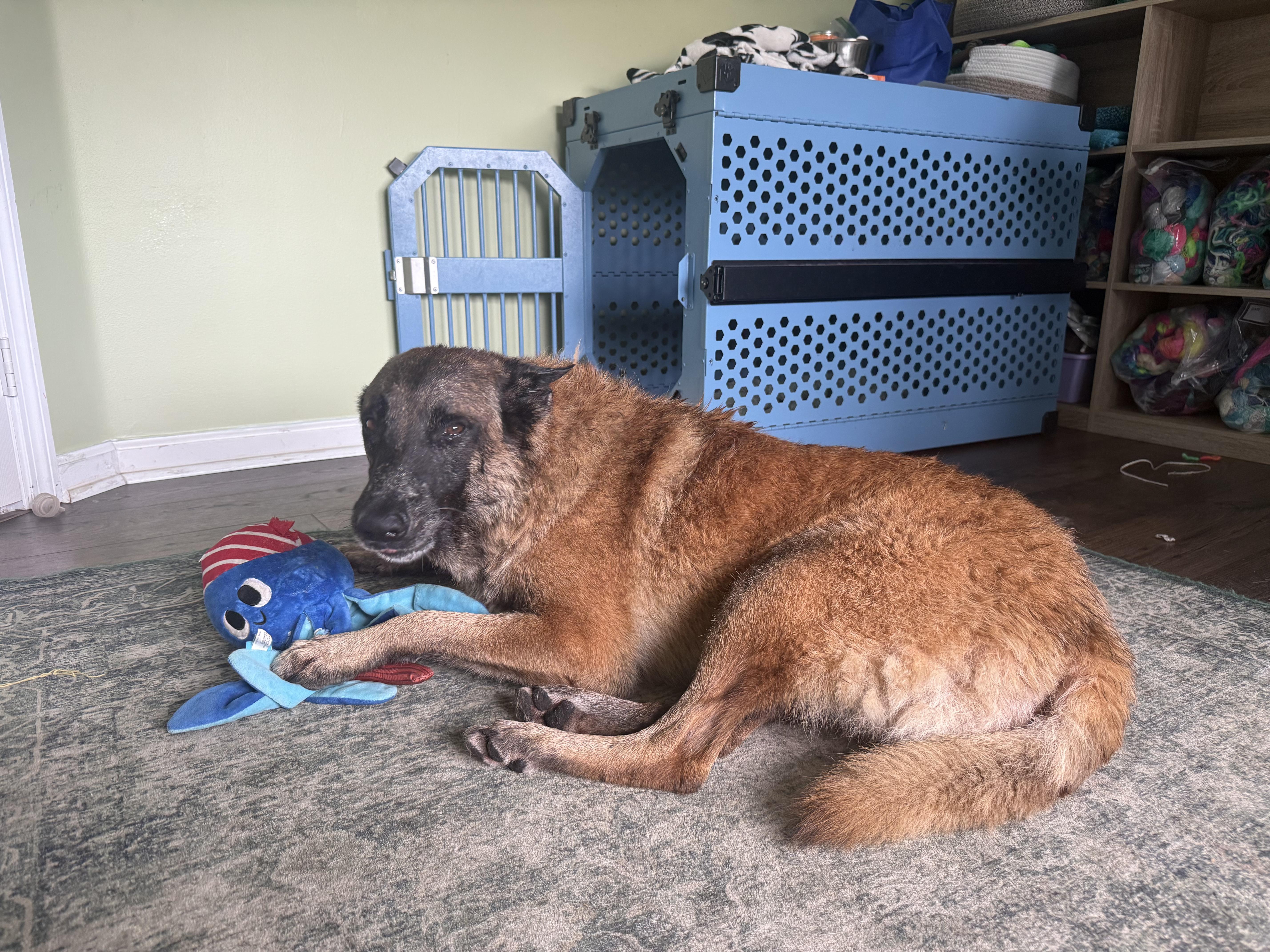 Enlarge Rambo, a Adoptable Belgian Shepherd / Malinois in Loxahatchee, FL image 1/1