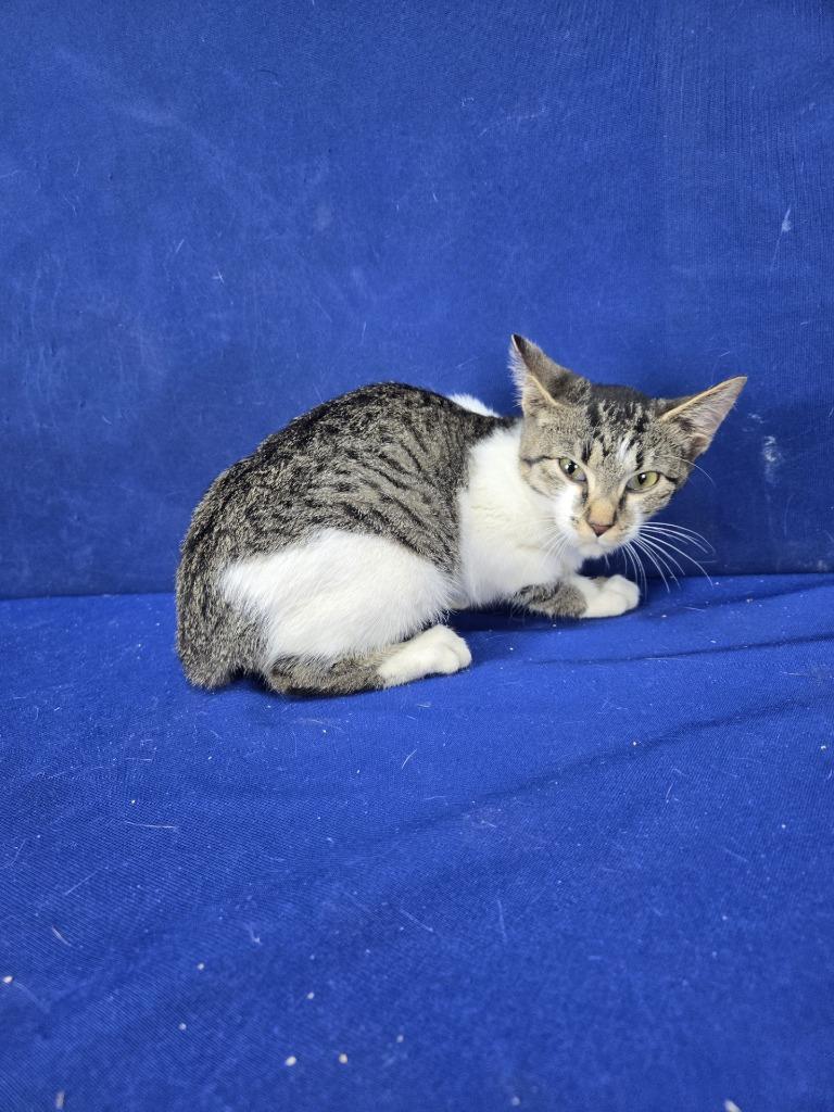 Enlarge Mouse Trap, a Adoptable American Shorthair in Ruston, LA image 1/1