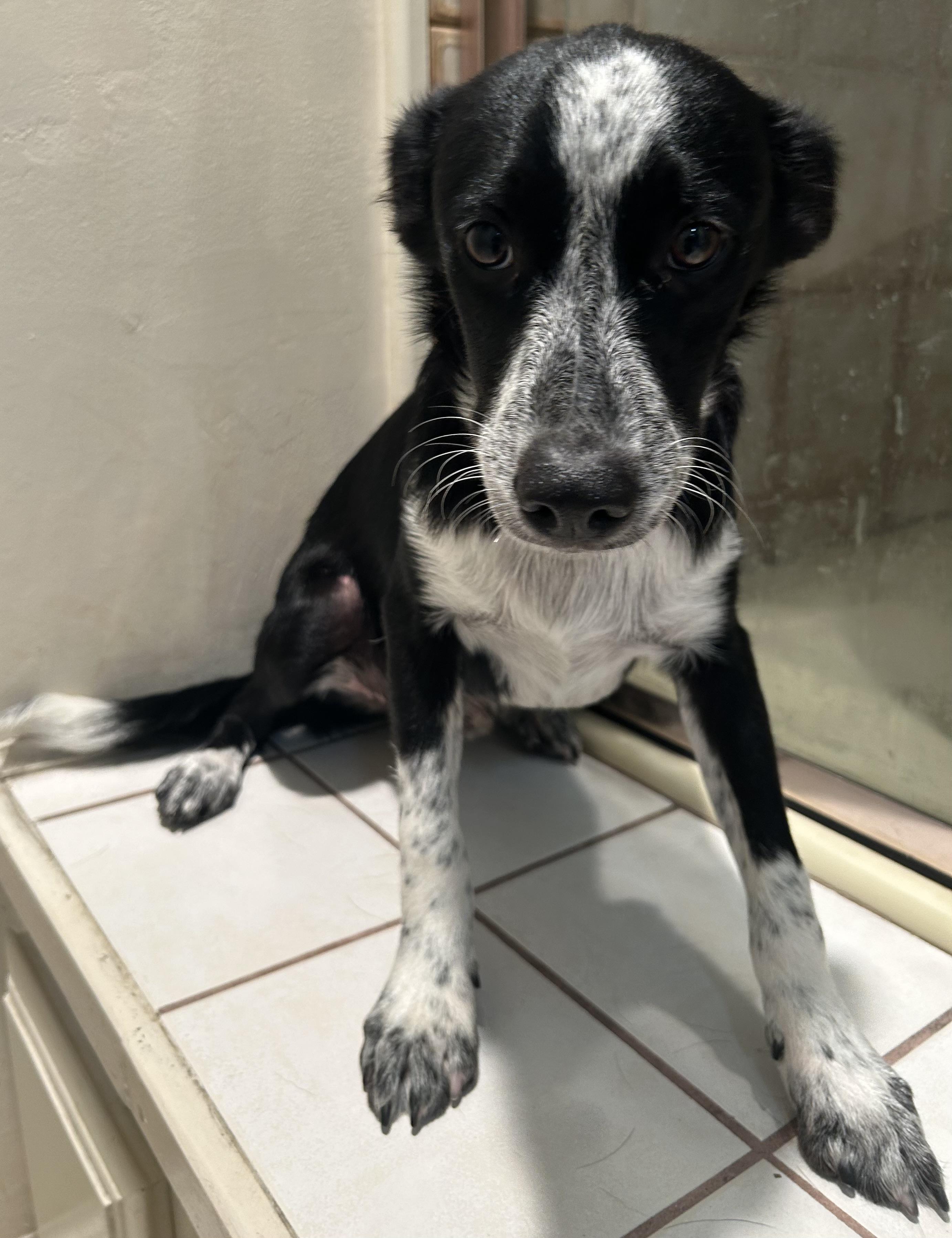 SCOUT photo 4
