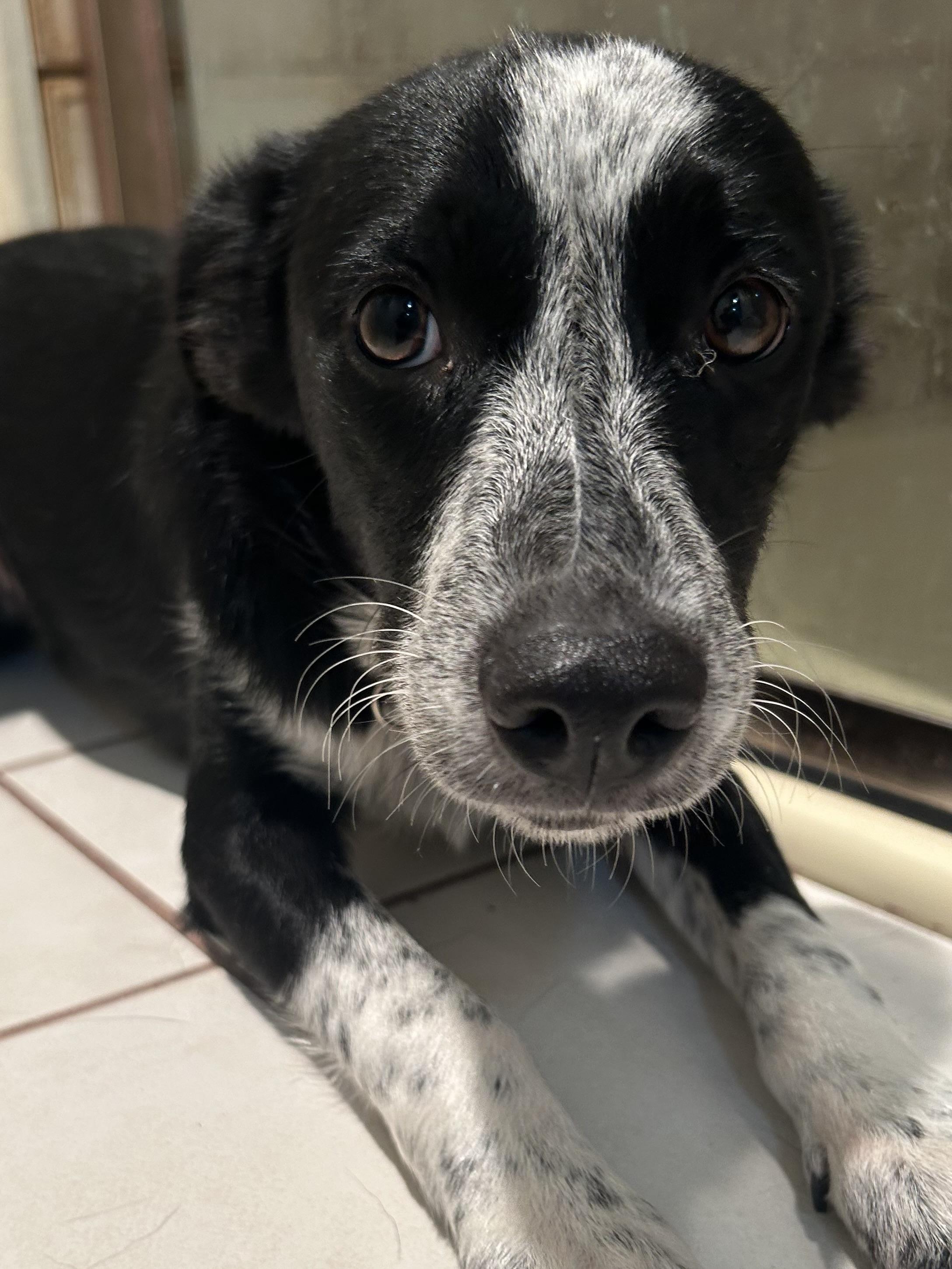 SCOUT, Young Male unknown