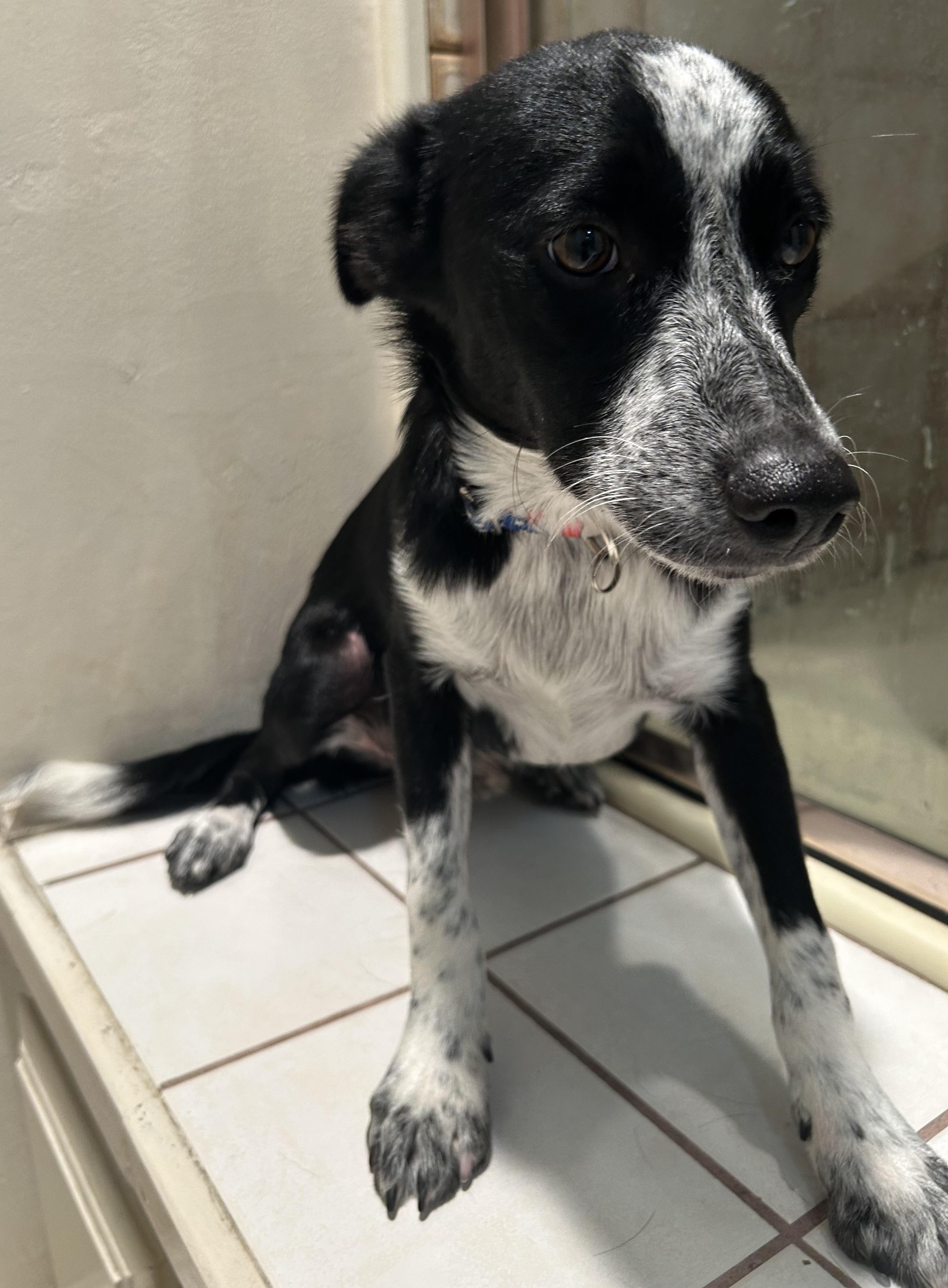 SCOUT photo 6