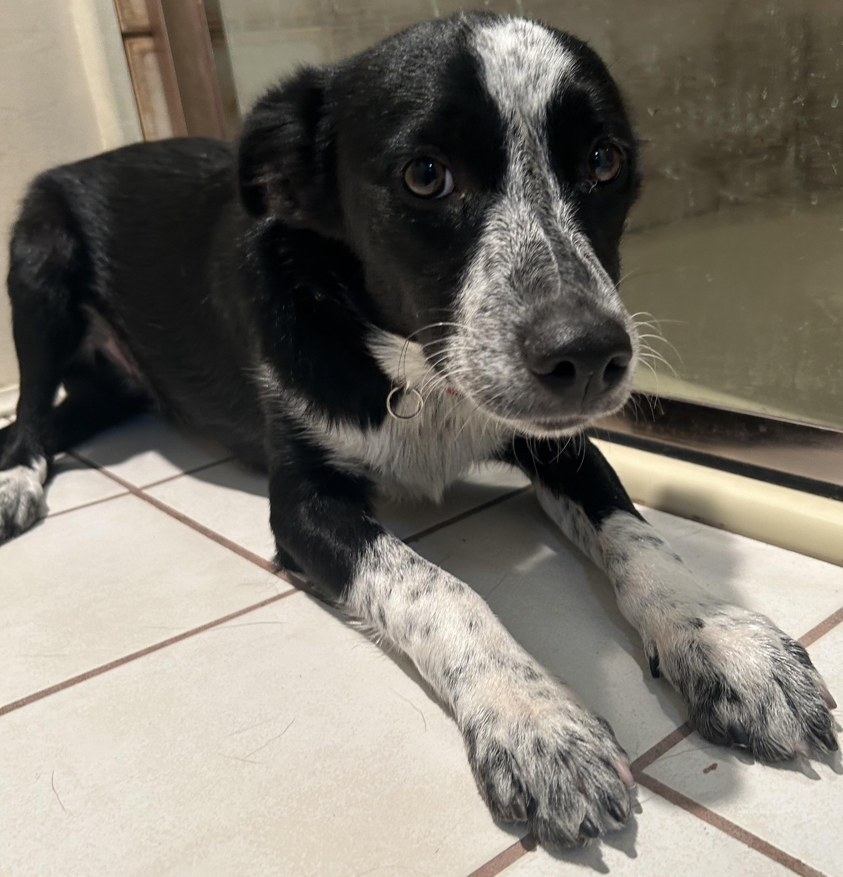 SCOUT photo 2
