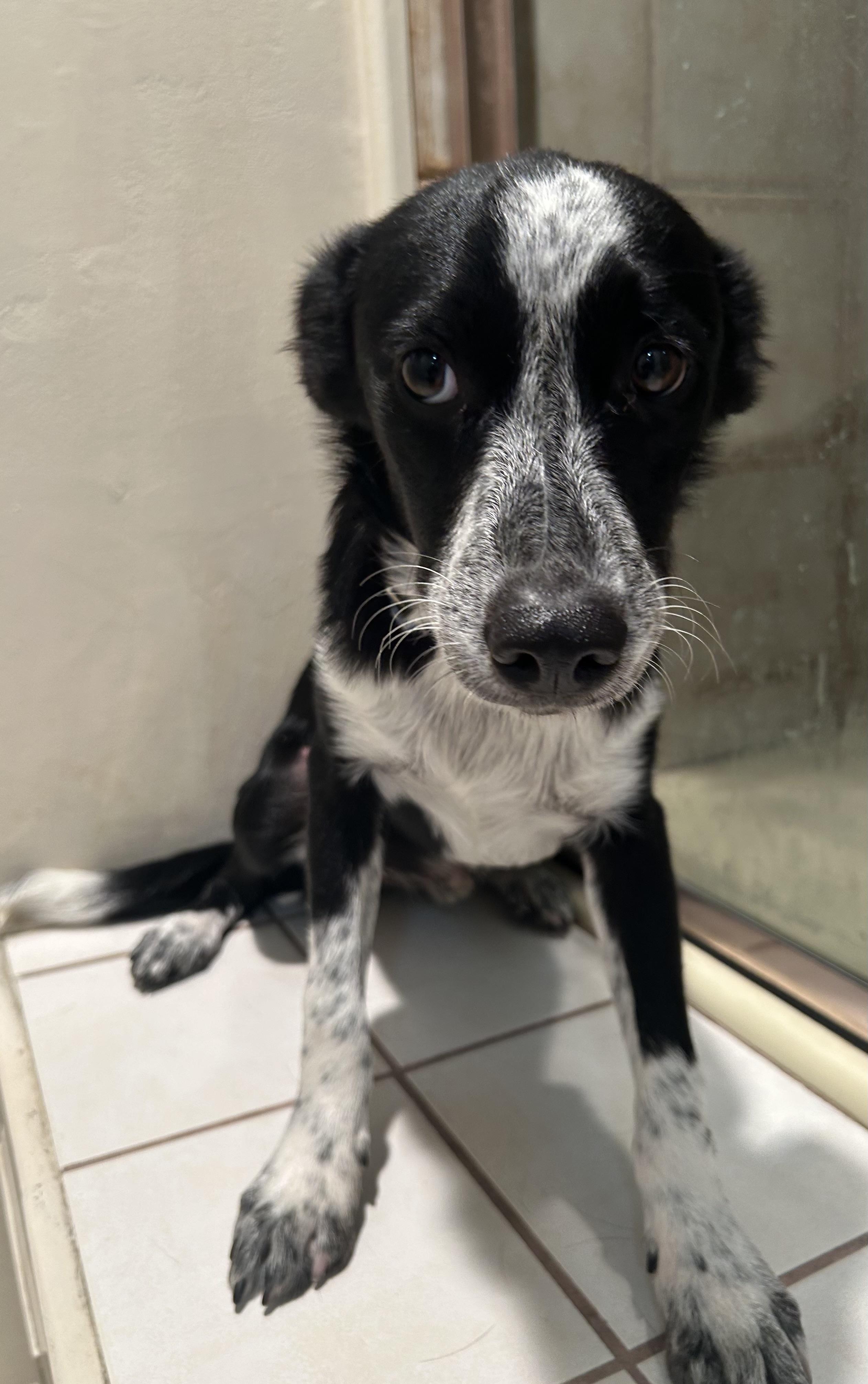 SCOUT photo 3