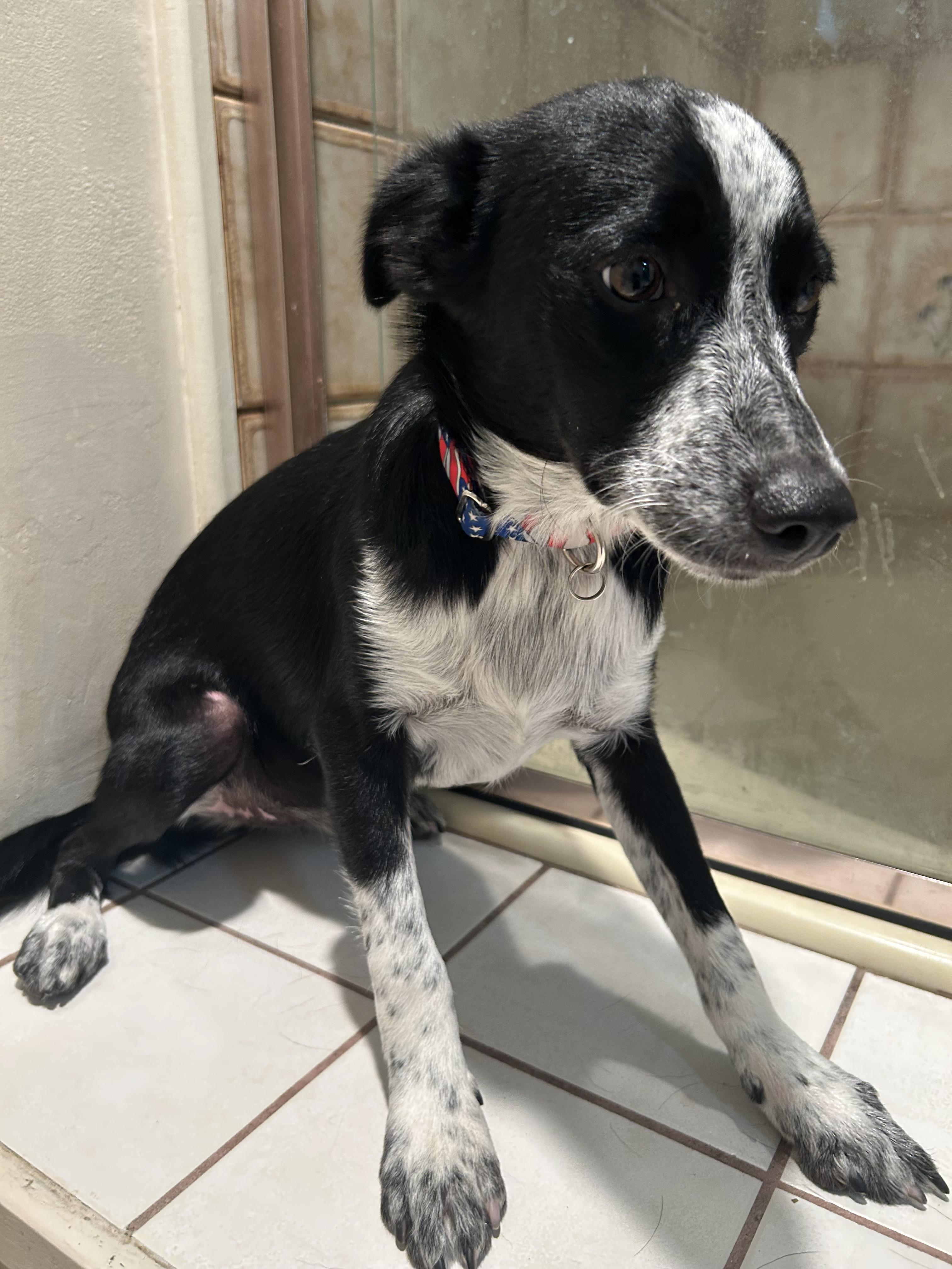 SCOUT photo 5