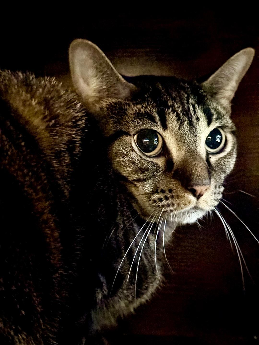 Paulie, a ADOPTABLE Domestic Short Hair in Winter Haven, FL image 2/3