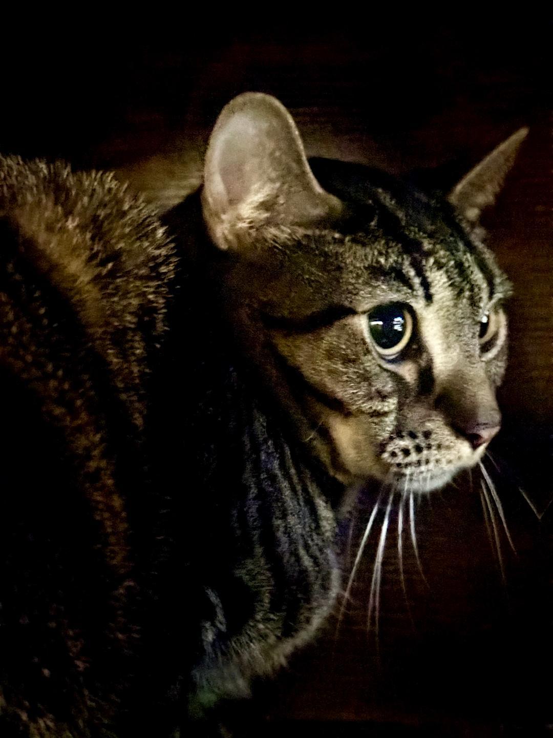 Paulie, ADOPTABLE, Adult Male Domestic Short Hair.
