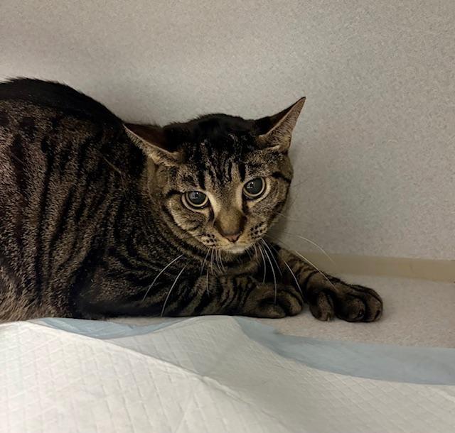 Enlarge Paulie, a ADOPTABLE Domestic Short Hair in Winter Haven, FL image 1/1
