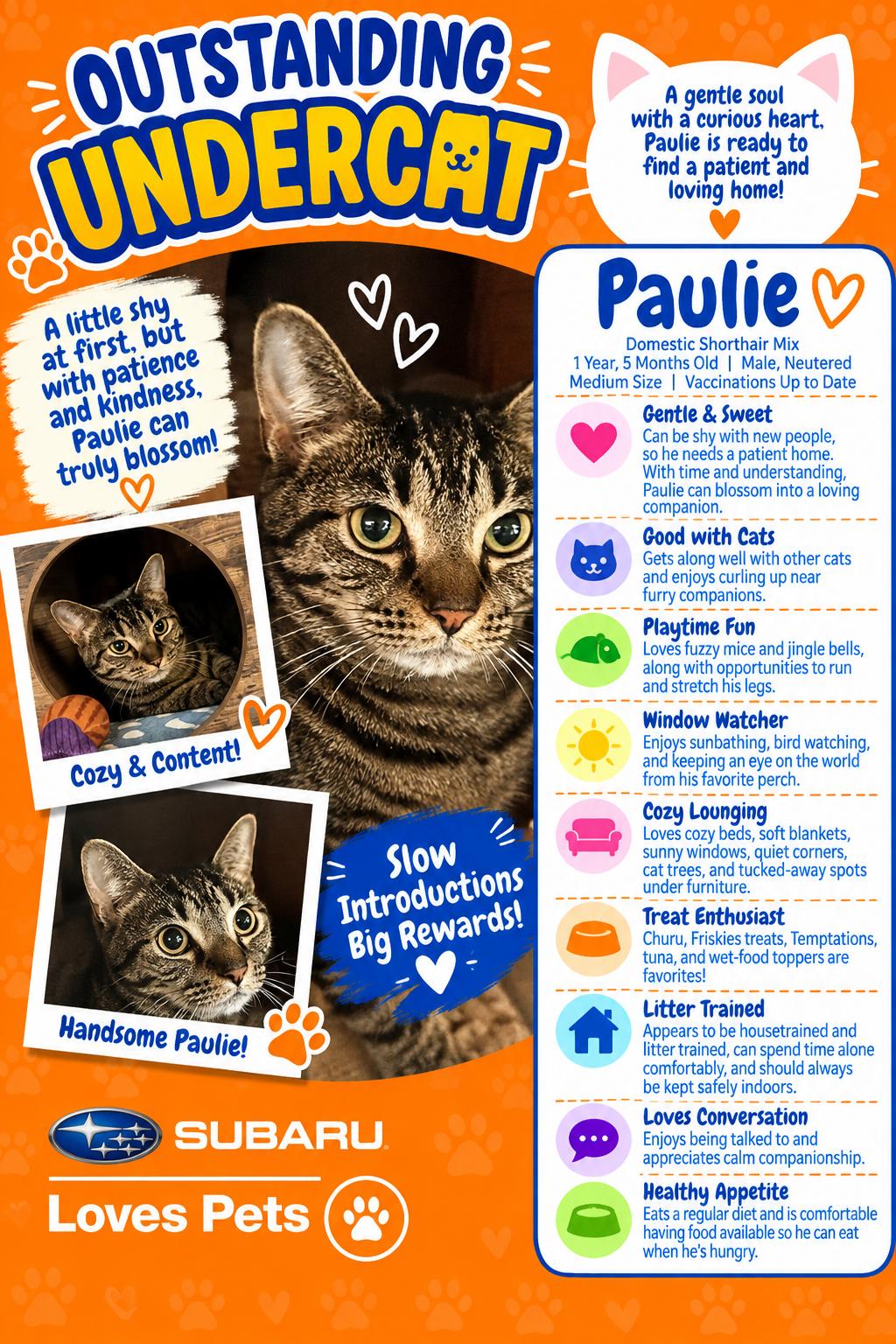 Enlarge Paulie, a Adoptable Domestic Short Hair in Winter Haven, FL image 1/4