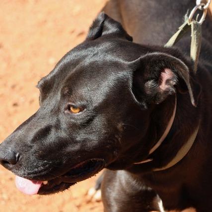 Aubie, Adoptable, Adult Male Black Labrador Retriever.