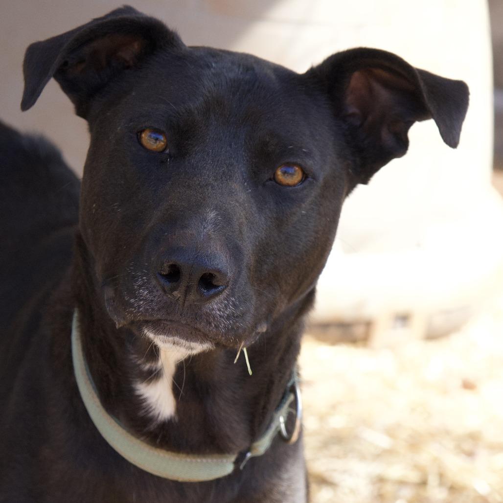 Aubie, Adoptable, Adult Male Black Labrador Retriever.
