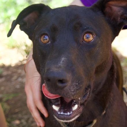 Enlarge Aubie, a Adoptable mixed breed in Delta, AL image 2/5