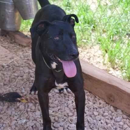 Enlarge Aubie, a Adoptable mixed breed in Delta, AL image 3/5