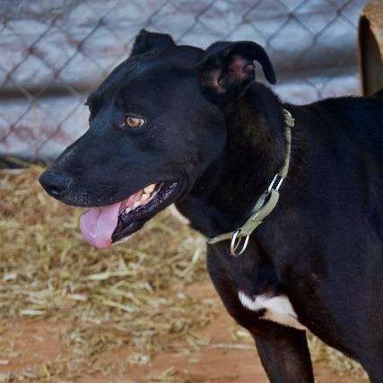 Enlarge Aubie, a Adoptable mixed breed in Delta, AL image 5/5