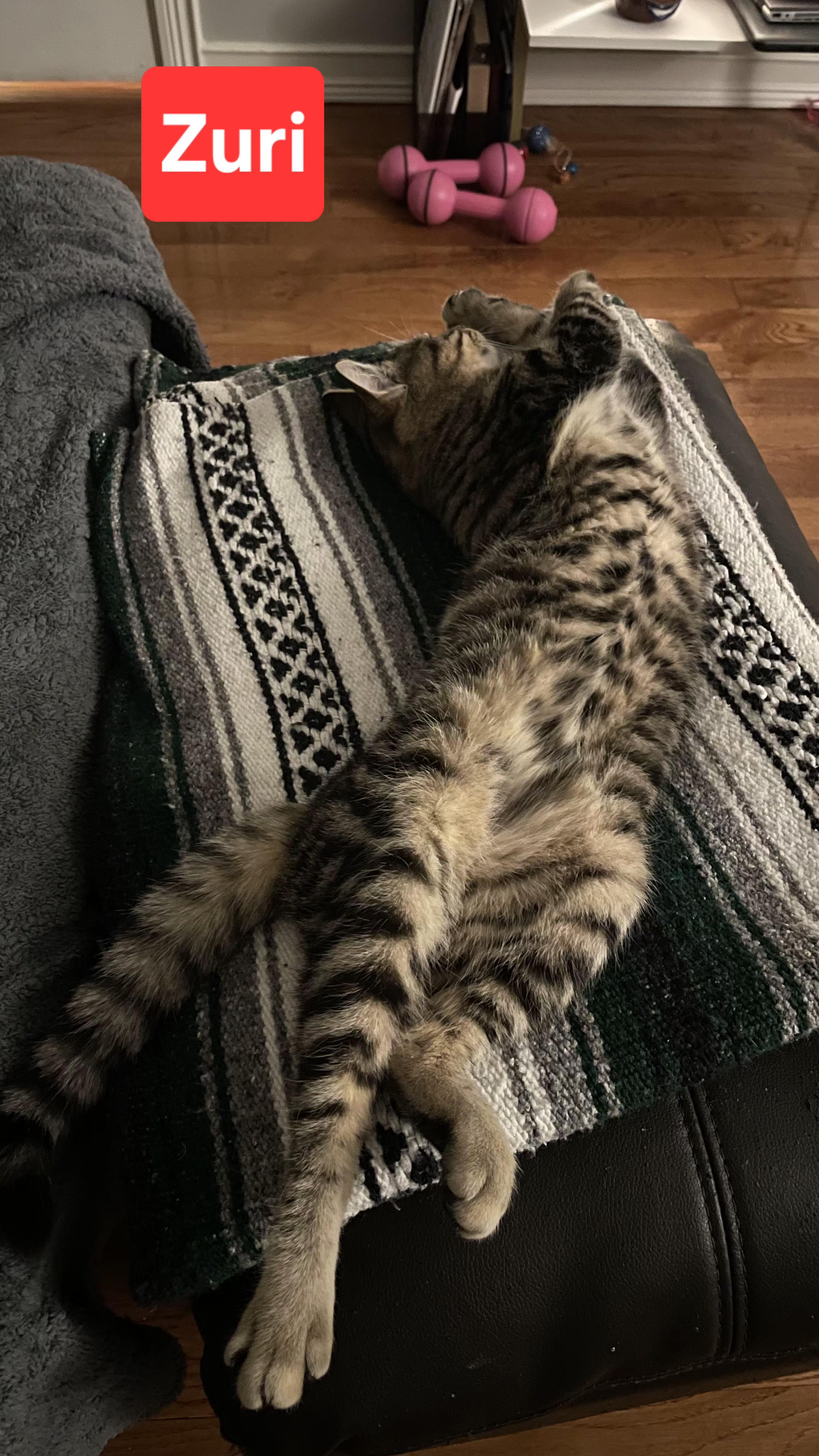 Enlarge Zuri, an adopted Tabby in Brighton, MI image 3/5