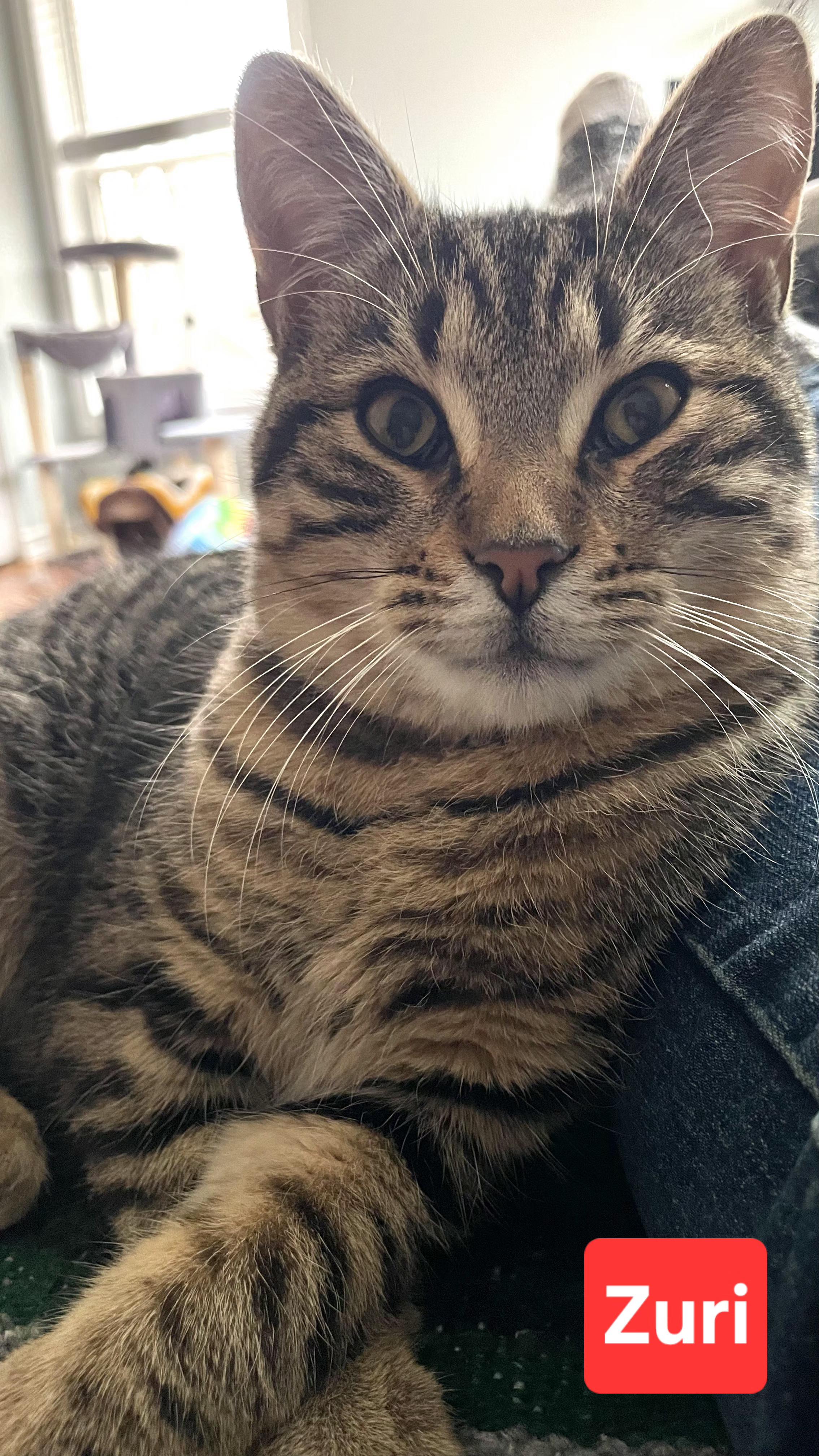 Enlarge Zuri, an adopted Tabby in Brighton, MI image 4/5